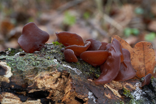 Edible mushroom Auricularia auricula-judae in the floodplain forest. Known as Jew's ear, wood ear, jelly ear. Brown mushrooms growing on the wood in the winter.