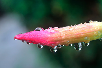 Close up Pink flowers with drops of water after the rain passed.