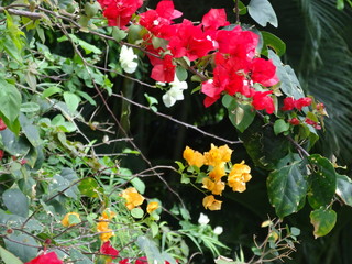 Fleurs rouges, jaunes et blanches