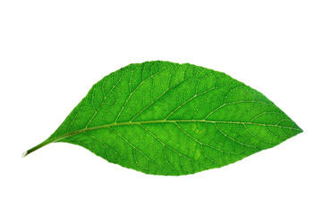 Fototapeta na wymiar Close up green leaf, Important nature In the environment around us