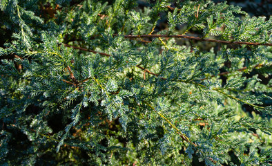 Original texture of natural Juniperus squamata 'Вlue carpet' needles. Blue with green background...