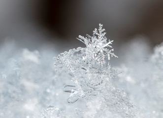 natural snowflakes on snow, winter
