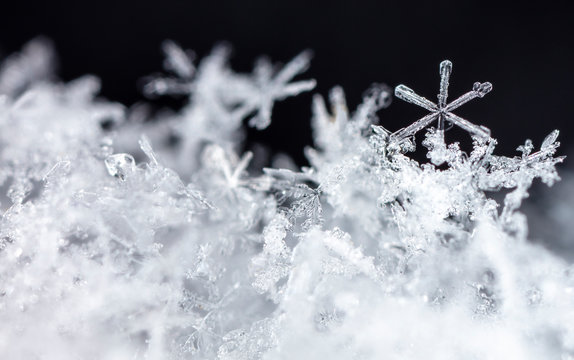 natural snowflakes on snow, winter