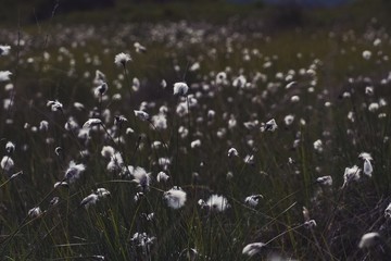 A meadow full of cotton grass in summer