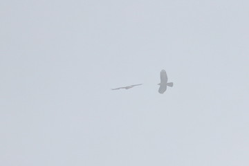 honey buzzard