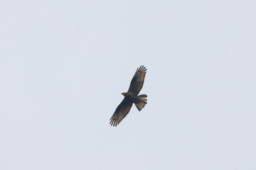 honey buzzard