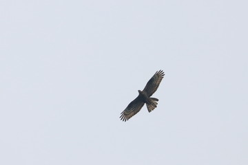 honey buzzard