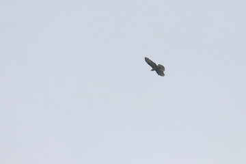 honey buzzard