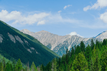 Fototapeta na wymiar Pine forest on background of mountain peaks. Tourism in mountain valley