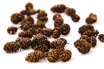 Alder cone for an aquarium and a tank for fish and shrimp.
