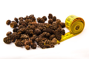 Alder cone for an aquarium and a tank for fish and shrimp.