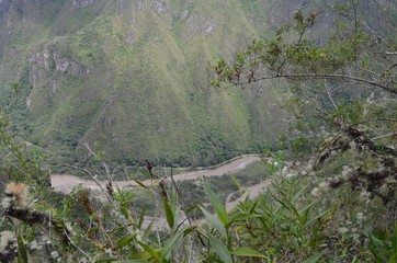 南米　自然　風景　森