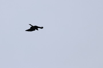 raptor