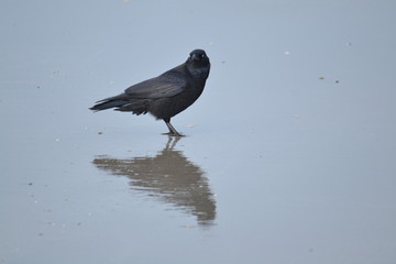 crow and his shadow on Dutch beach