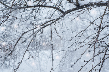Snowstorm and snowfall. Tree branches in the snow, close-up. For weather news, blizzards. Winter landscape