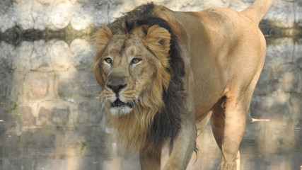 Gaze of an Asian lion in forest shadow. Calmness of the King of beasts, biggest cat of the world. The most dangerous and mighty predator of the world. Square image.  closeup photography of wild animal © Motion Photography