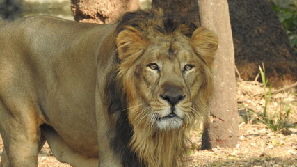 Gaze of an Asian lion in forest shadow. Calmness of the King of beasts, biggest cat of the world. The most dangerous and mighty predator of the world. Square image.  closeup photography of wild animal © Motion Photography