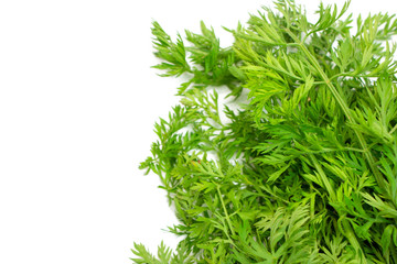 A carrot leaf isolated