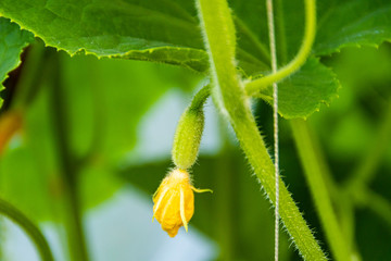 cucumbers growing in greenhouse, gardening by growing vegetables for vegetarians