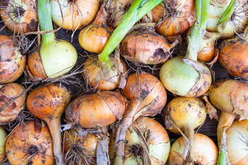 fresh bulbs in peel as background, harvesting onions in garden