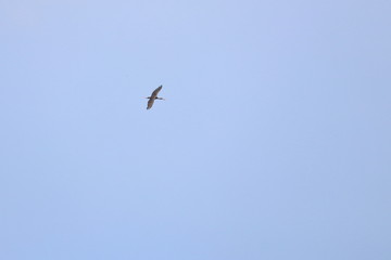 black stork