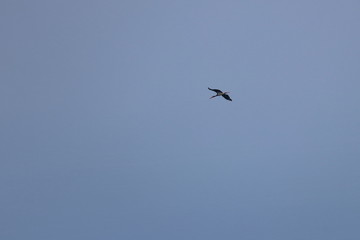 black stork