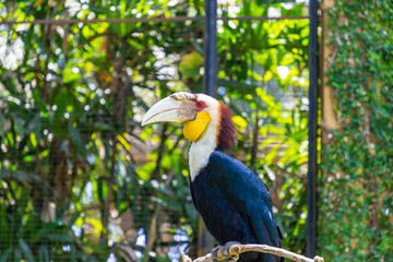 Fototapeta premium Colorful Wreathed Hornbill Bird sitting on the branch at Bali Bird Park, Bali sland, Indonesia