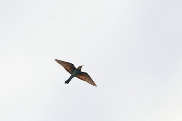 bee eater