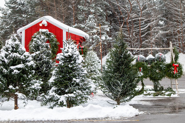 Christmas trees and wreaths being sold next to a red shack just before Christmas
