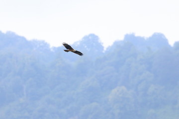 black kite