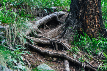 Tree roots on dirt trail. Hiking in coniferous forest in summer. Tourism and travel