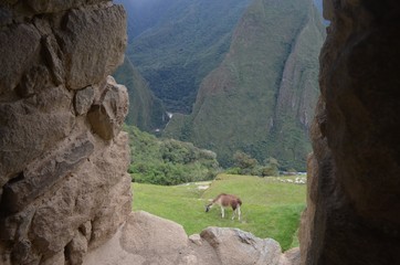 マチュピチュ　動物　遺跡