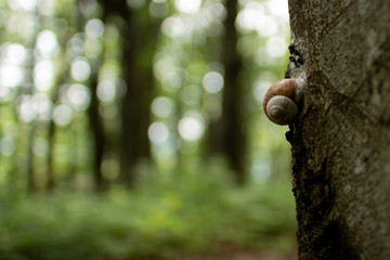 Snail stuck on a tree