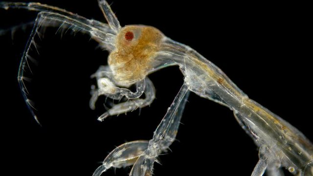 zooplankton of under a microscope. Skeleton shrimp or sea goats, Caprellidae, a family of crustaceans from the order Caprellida, lead a bottom lifestyle, omnivores, stand out with a narrow and long bo
