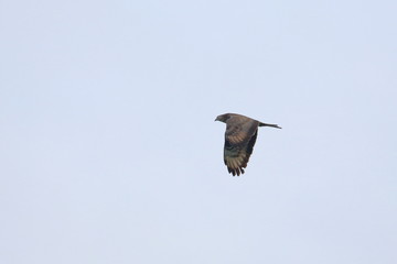 honey buzzard