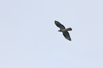 honey buzzard