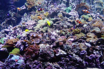 Naklejka na ściany i meble Coral reef with tropical fish in aquarium