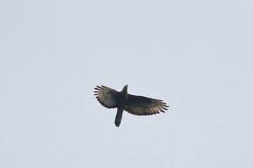 honey buzzard
