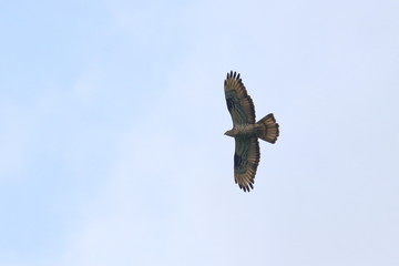 honey buzzard