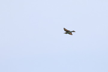 bee eater