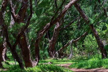 trees in a tropical forest