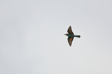 bee eater