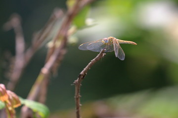 dragonfly