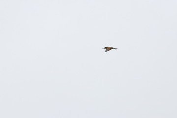bee eater