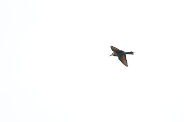 bee eater