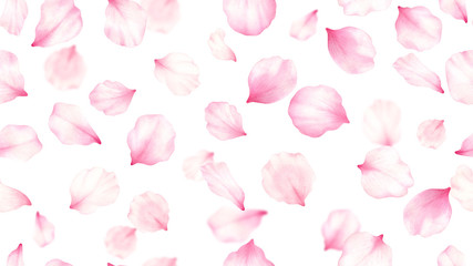Pink rose,cherry, plum, sakura petals on white seamless background.Valentines day,wedding, mother day,japanese hanami decoration.Digital clip art.Warercolor illustration. - 309631594