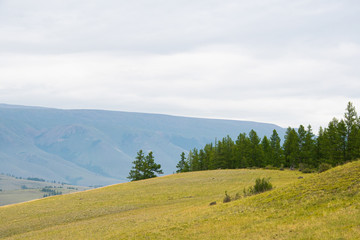 Fototapeta premium Pine grove in mountain valley. Ridge of rocks on horizon under clouds, Hiking in steppes