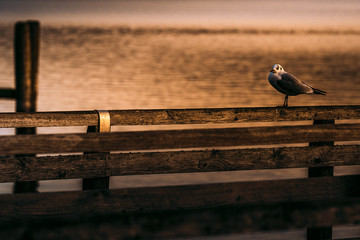 Majestätischer Flug der Möwen zur Beute