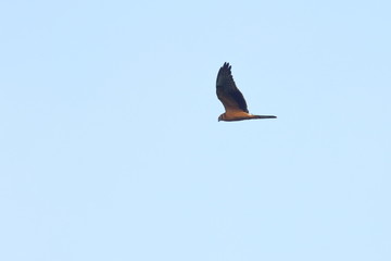 harrier