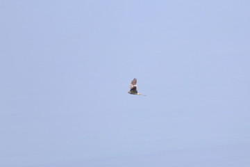 montagu's harrier